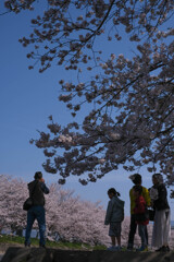 ファミリーと桜