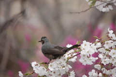 ヒヨドリいろいろ