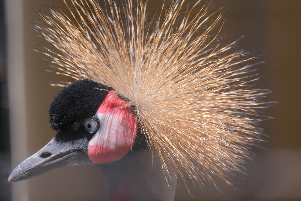 オオシロカンムリヅル