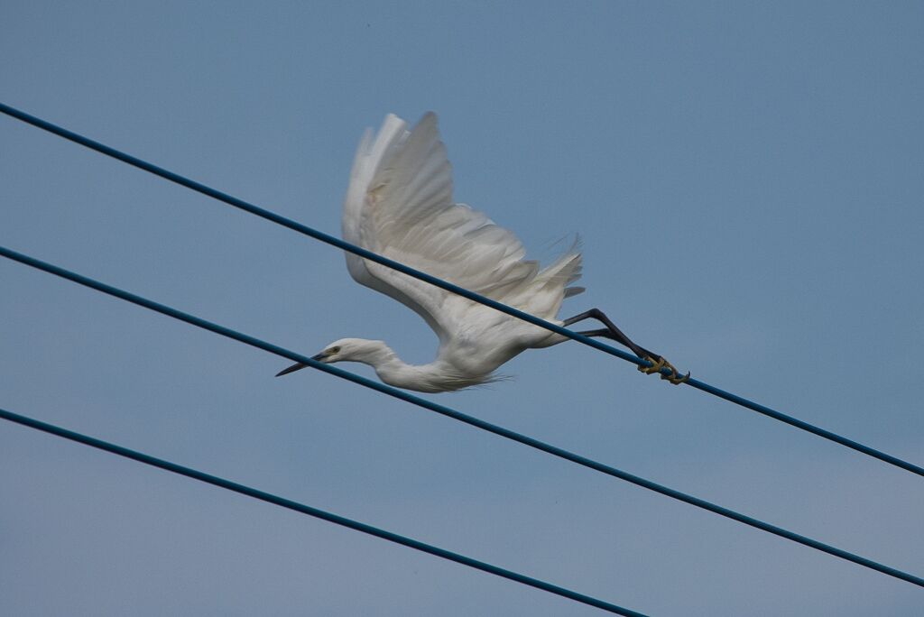 電線にサギ