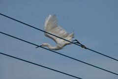 電線にサギ