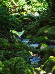 苔の川