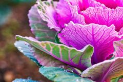 花の動脈と雫