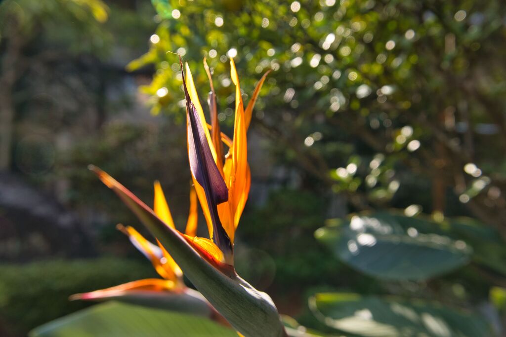 近所の花　極楽鳥花