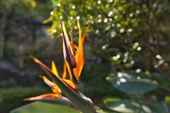 近所の花　極楽鳥花