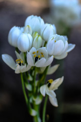 近所の花でレッスン3
