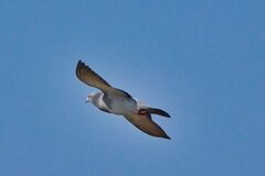 飛ぶ鳥を撮す（ハト）