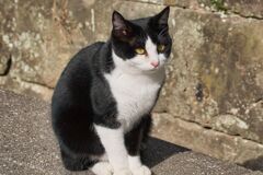 寄ってきた猫