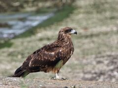 鳶①