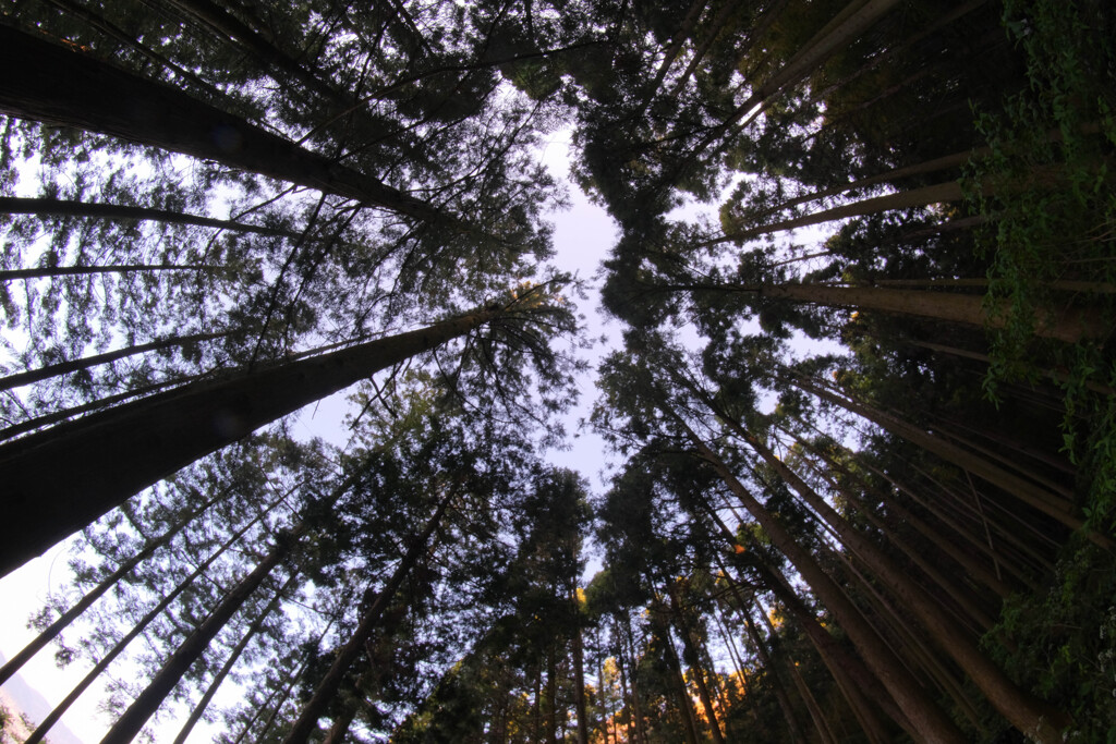 近くのお山で散策