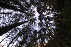近くのお山で散策