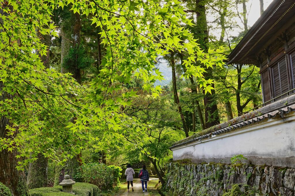 雷山の青葉　1