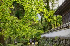 雷山の青葉　1