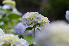 白糸の紫陽花