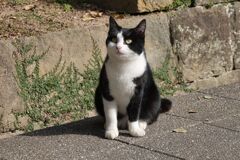B&W 　CAT