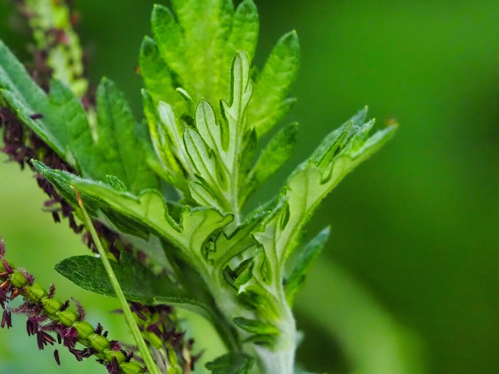 朝草花