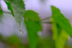 雫6
