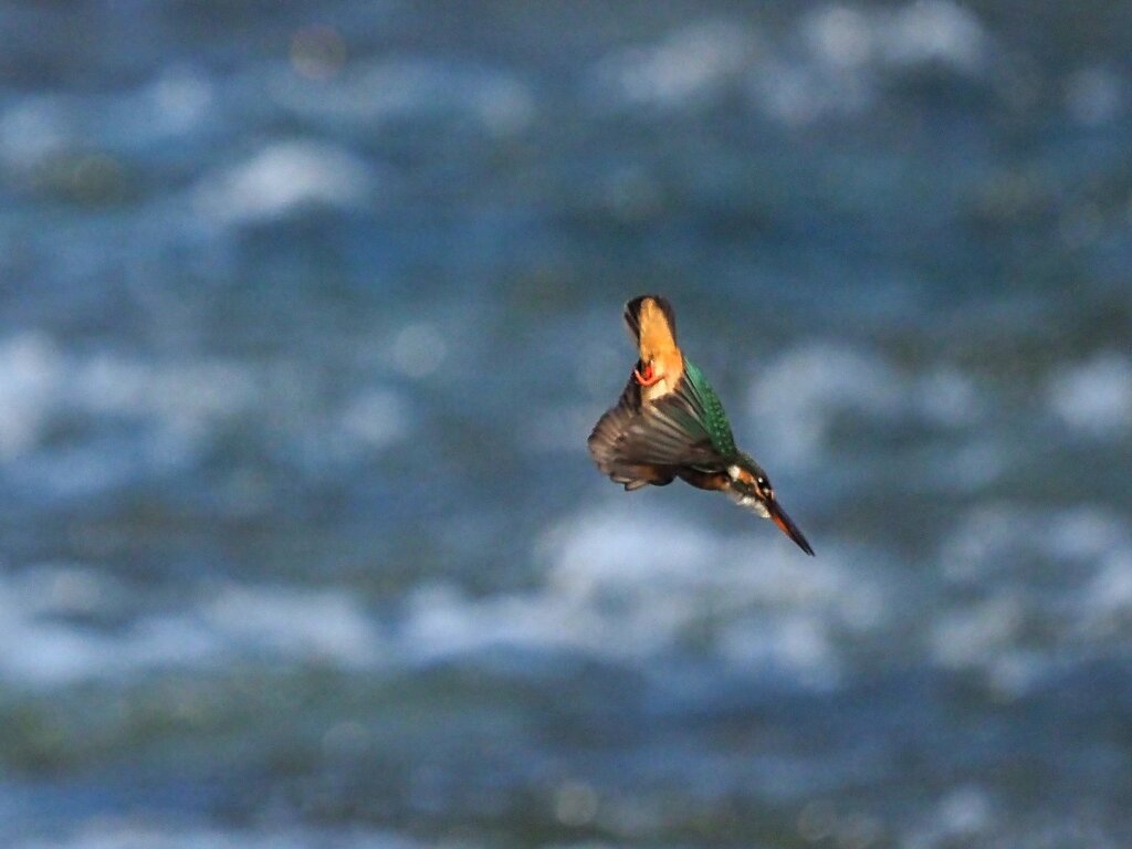 カワセミ①