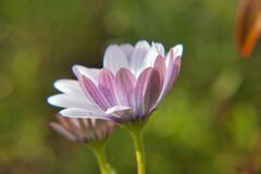 公園の花　ヒナギク