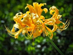 一輪の黄彼岸花　②