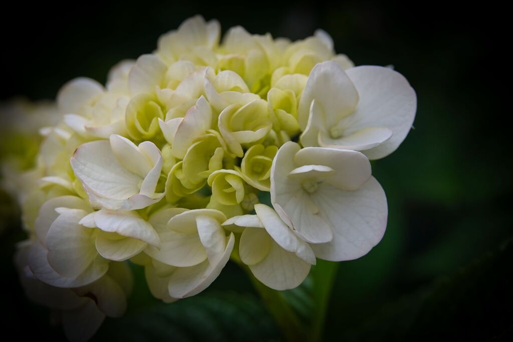 紫陽花