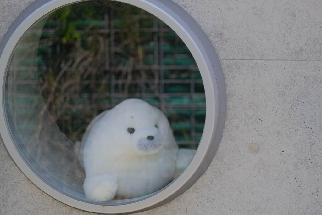タマちゃん