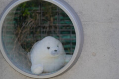 タマちゃん