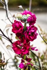 近所の花　紅