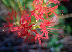 彼岸花7