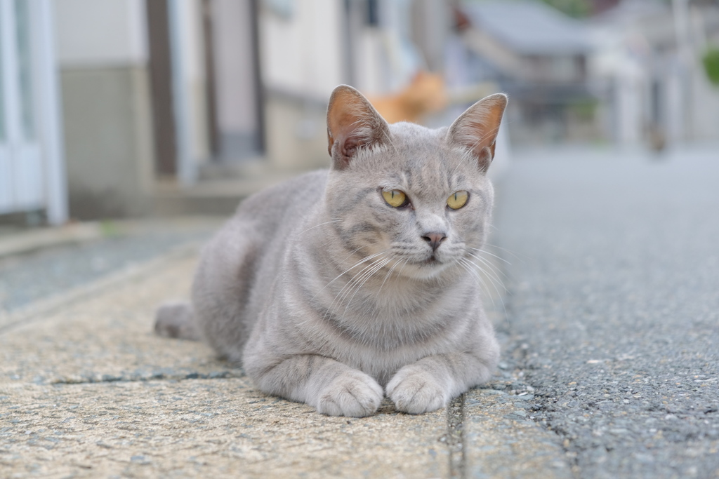猫の島の住民8