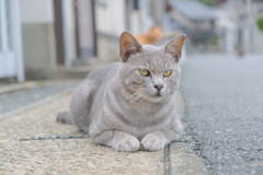 猫の島の住民8