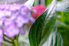 散歩で出逢った花たち9