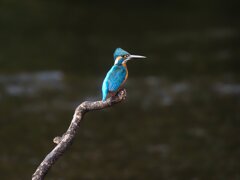 P117738