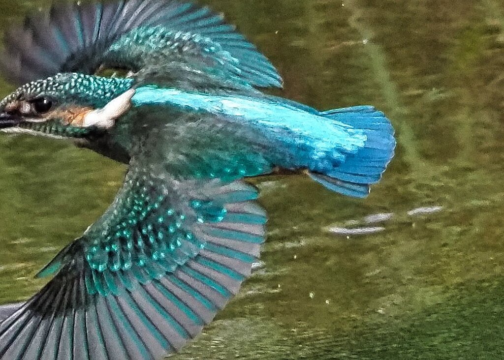 カワセミ②