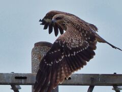 鳶飛び出し