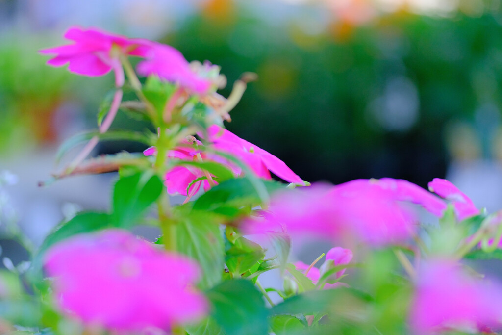 名前が不明な花