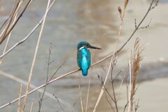 カワセミ