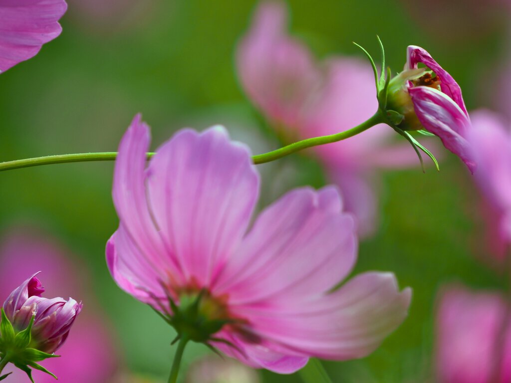 秋桜①