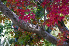 宇佐の紅葉