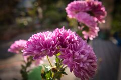 近所の花　ピンクダリア