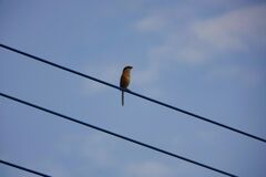 電線にモズ