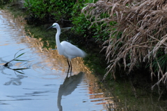 DSCF0350