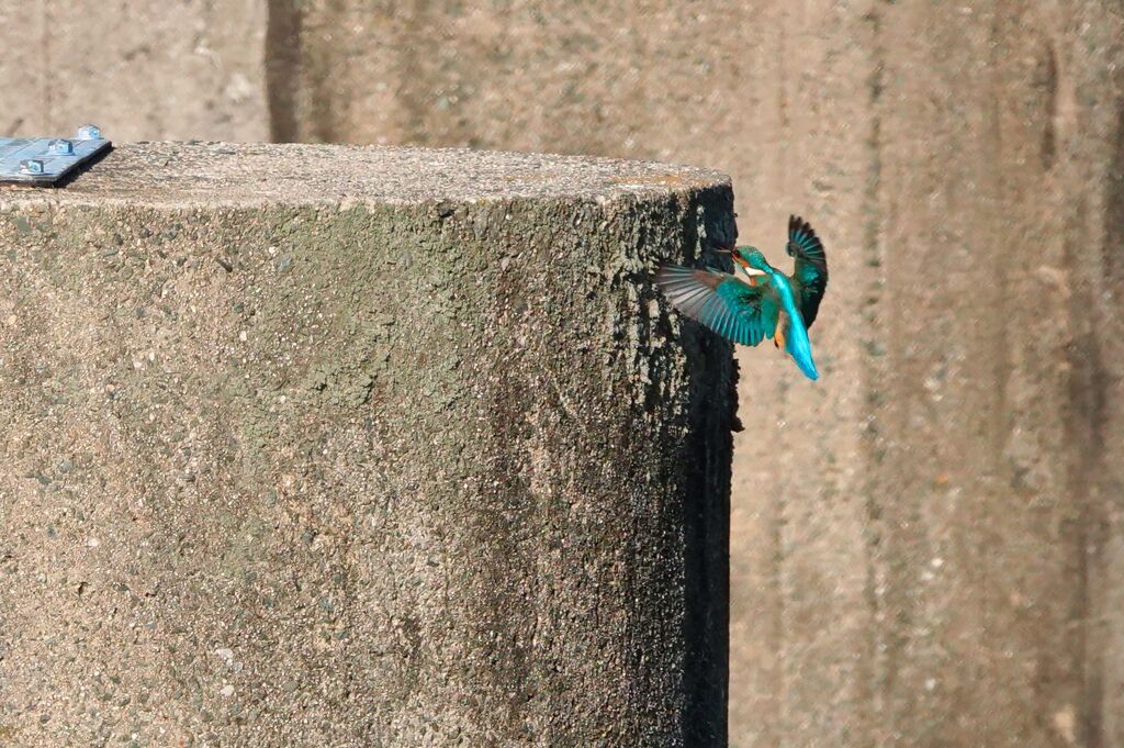 カワちゃんの帰還