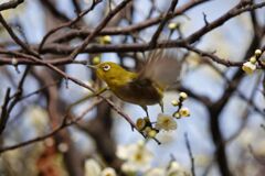 飛んで行っちゃった。