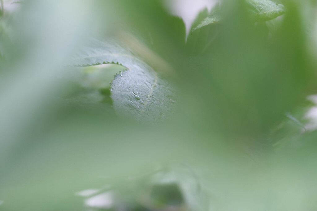 雨上がり1