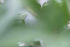 雨上がり1