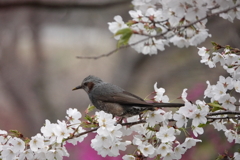 春の色、鳥撮り