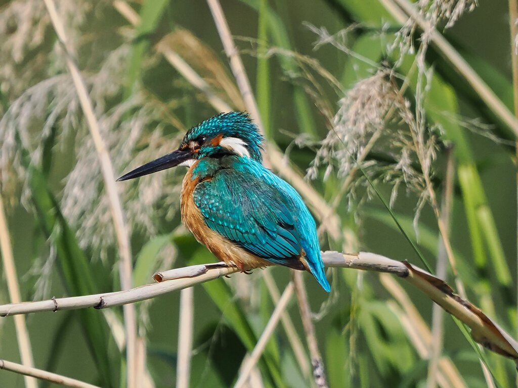 最近のカワセミ君