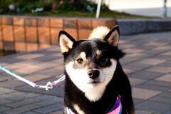 ワンだょ～