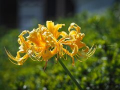 一輪の黄彼岸花　①